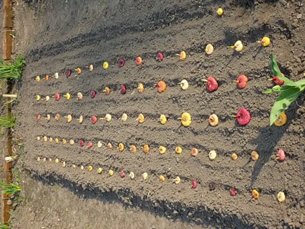 Высадка гладиолусов в открытый грунт