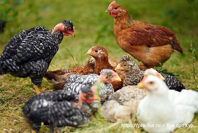 Куплю куры несущие. Куры и яйца. Куры-несушки и бройлеры едят. Фото молодых куриц. Ремонтный Молодняк кур.