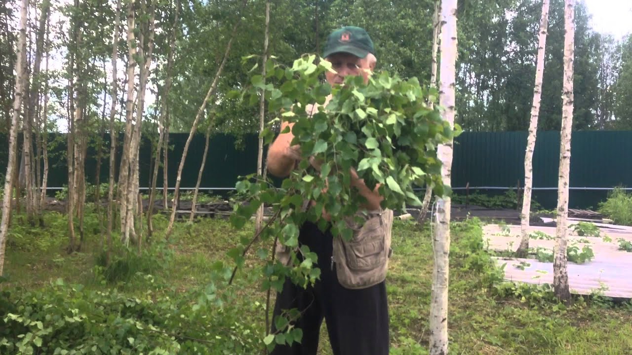 Когда березовые веники заготавливать 2024. Заготовка веников для бани. Заготовка веников для бани березовых как вязать. Веники береза фото. Заготовка веников для бани березовых когда собирать.