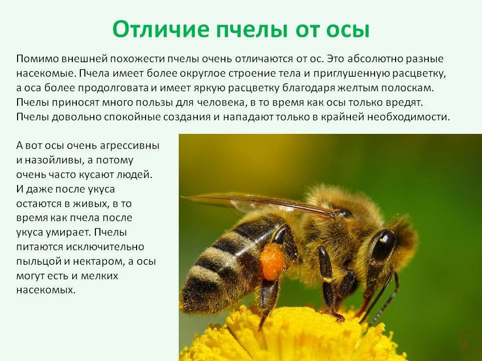 План рассказ о шмелях