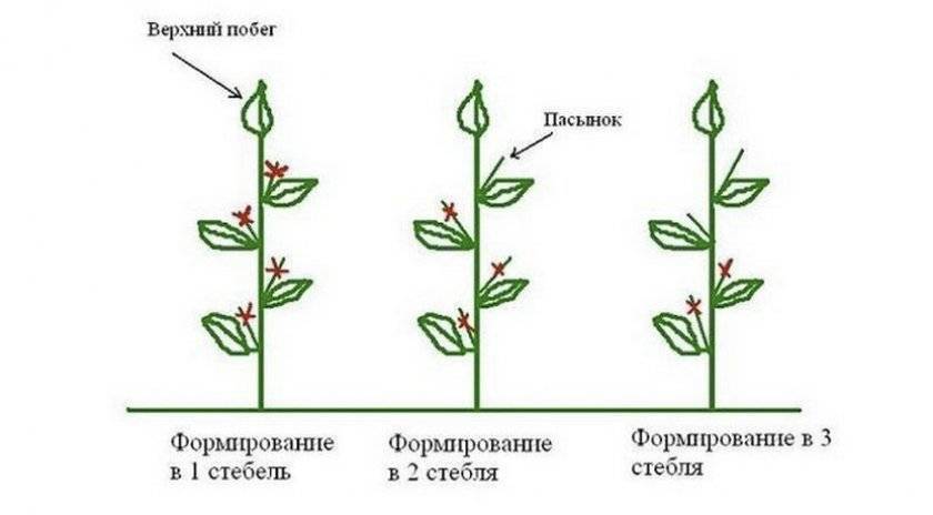 Какой пасынок оставлять для второго стебля. Пасынкование георгинов схема. Прищипывание помидоров в теплице схема. Схема пасынкования томатов в теплице. Схема формирования томатов в один стебель.