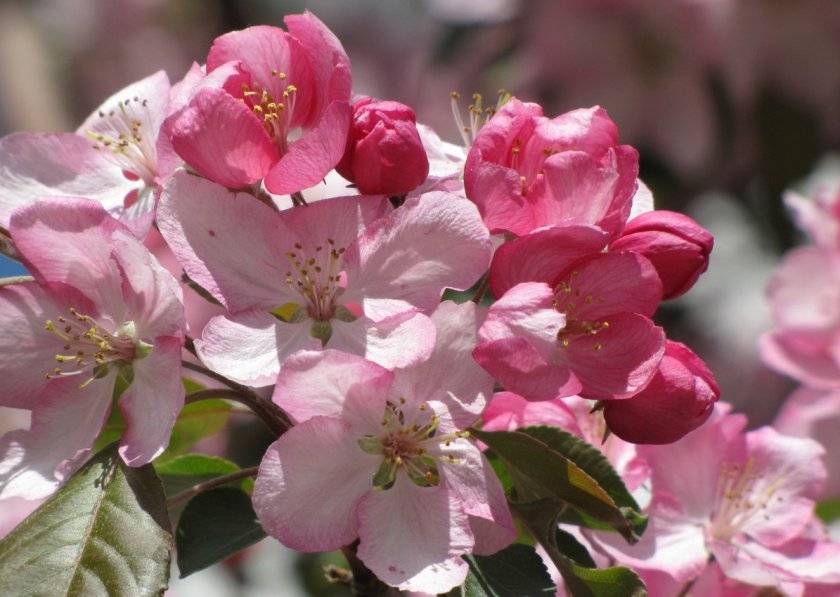 Как цветет яблоня мельба фото