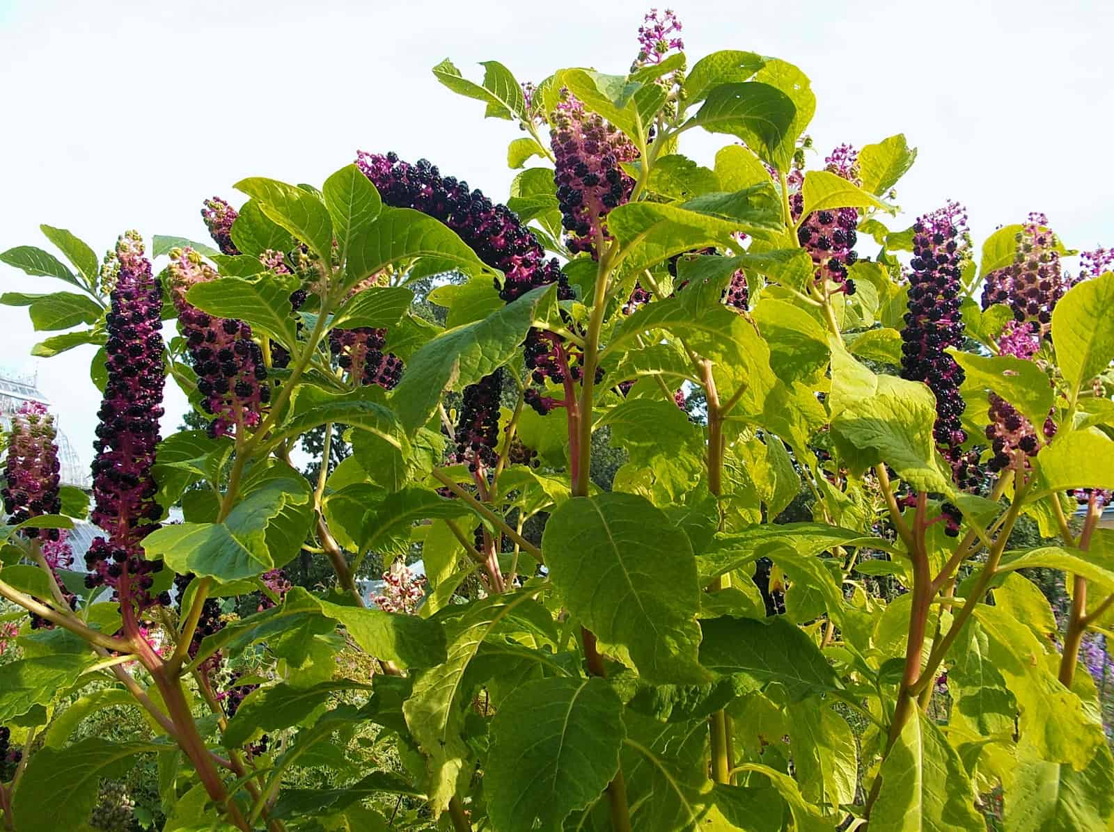 Phytolacca (лаконос американский)