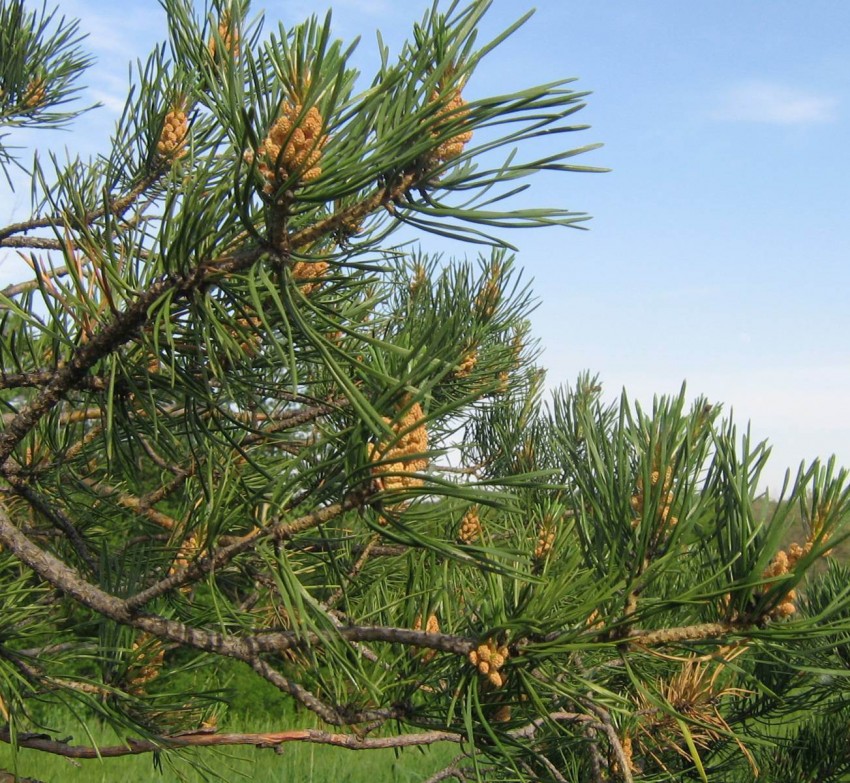 Росла сосна. Сосна обыкновенная - Pinus Sylvestris семейство сосновые - Pinaceae. Сосна обыкновенная габитус. Сосна Горная цветение. Цветение Крымской сосны.