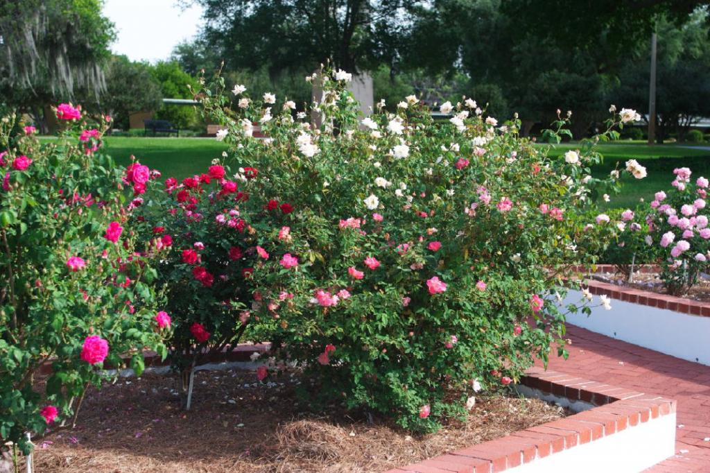 Сорта парковых роз с фото