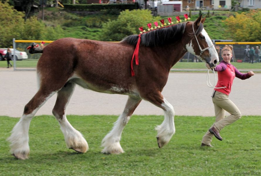 Clydesdale Cock