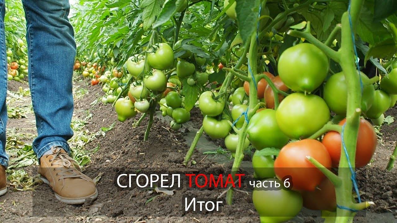 В теплице сгорели помидоры как спасти. Помидоры Махитос ~ 800г. Сгорели помидоры. Сгоревшие томаты. Сгорели томаты в теплице.