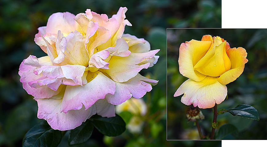 Розы Для Подмосковья Фото Сорта Зимостойкие
